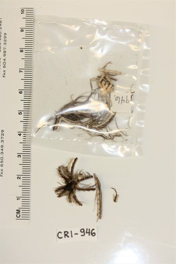 Media type: image;   Invertebrate Zoology CRI-946 Description: Preserved specimen.;